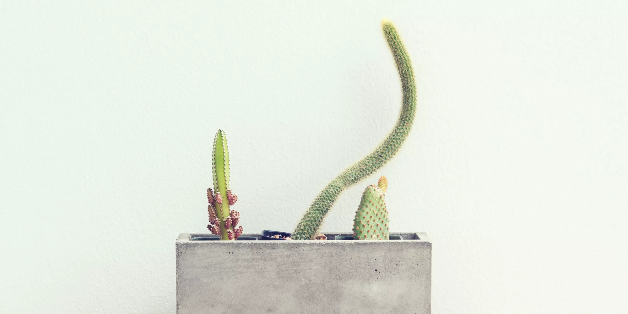 Vase mit drei Cactus
